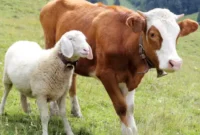 Ilustrasi - Sapi dan kambing (dok)