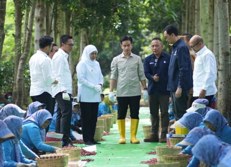 Wakil Presiden (Wapres) Gibran Rakabuming menghadiri Panen Raya Kopi Ijen di Java Coffee Estate, Bondowoso, Jawa Timur