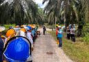 PTPN IV PalmCo dan PLN Sinergi Edukasi Keselamatan Kerja bagi Pemanen Sawit