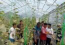 Didukung Kemenag, PCNU Pandeglang Kembangkan Wisata Petik Melon dari Lahan Wakaf Produktif