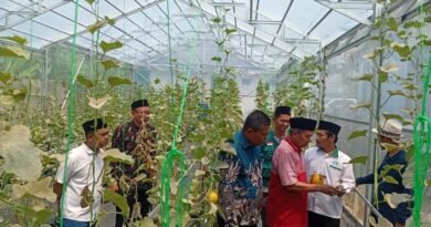 Didukung Kemenag, PCNU Pandeglang Kembangkan Wisata Petik Melon dari Lahan Wakaf Produktif