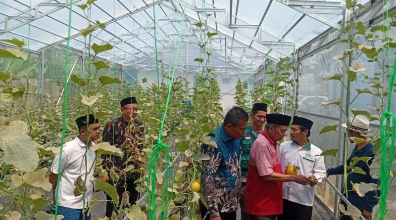 Didukung Kemenag, PCNU Pandeglang Kembangkan Wisata Petik Melon dari Lahan Wakaf Produktif