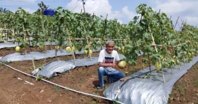 Petani Garda Tani Margawana Mulya Siap Panen Melon Premium, Produksi Diproyeksi 30 Ton