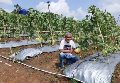 Petani Garda Tani Margawana Mulya Siap Panen Melon Premium, Produksi Diproyeksi 30 Ton