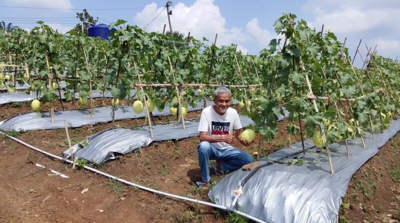 Petani Garda Tani Margawana Mulya Siap Panen Melon Premium, Produksi Diproyeksi 30 Ton