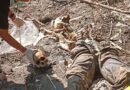 Mayat Membusuk dan Tengkorak Tanpa Badan Ditemukan di Sungai Bedog