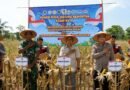 Produktivitas Jagung Tinggi Warnai Panen Raya Kuartal II di Srigading Bantul