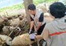 Dinas Pertanian dan Pangan Kota Yogyakarta Pastikan Hewan Kurban di Pasar Tiban Dalam Kondisi Sehat