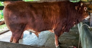 Sapi Limosin Asal Cibaliung Terpilih Jadi Hewan Kurban Presiden Prabowo untuk Pandeglang Sapi Limosin Asal Cibaliung Terpilih Jadi Hewan Kurban Presiden Prabowo untuk Pandeglang