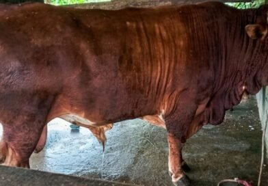 Sapi Limosin Asal Cibaliung Terpilih Jadi Hewan Kurban Presiden Prabowo untuk Pandeglang Sapi Limosin Asal Cibaliung Terpilih Jadi Hewan Kurban Presiden Prabowo untuk Pandeglang