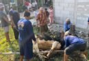 IKHROM Kalikondang Sukses Gelar Penyembelihan dan Pembagian Hewan Kurban IKHROM Kalikondang Sukses Gelar Penyembelihan dan Pembagian Hewan Kurban