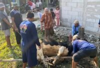 SEMBELIH QURBAN-Tampak panitia sedang menyembelihan Hewan Qurban Sapi dan Kambing. (Foto Ist).