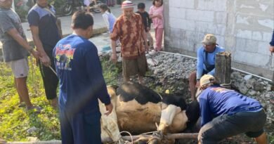 IKHROM Kalikondang Sukses Gelar Penyembelihan dan Pembagian Hewan Kurban
