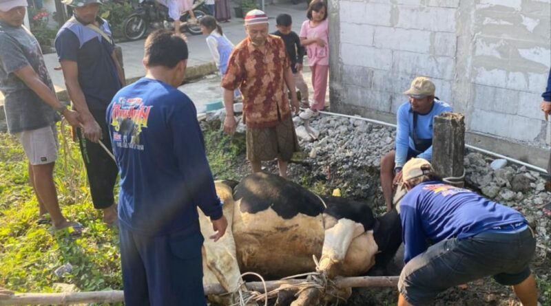 IKHROM Kalikondang Sukses Gelar Penyembelihan dan Pembagian Hewan Kurban