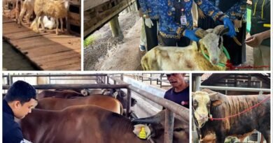 Sapi dan Domba Lampung Laris Manis, Permintaan Kurban Terus Meningkat