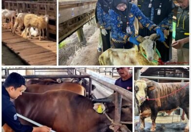Sapi dan Domba Lampung Laris Manis, Permintaan Kurban Terus Meningkat