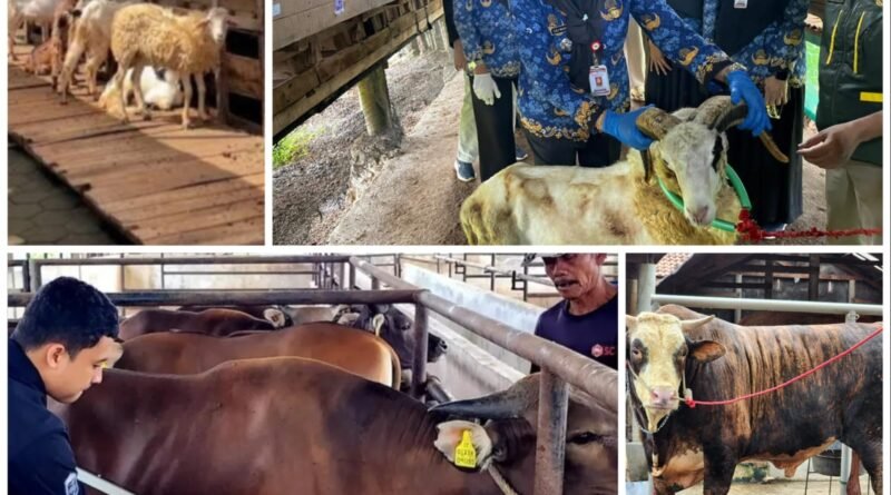 Sapi dan Domba Lampung Laris Manis, Permintaan Kurban Terus Meningkat