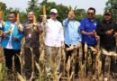 Wagub Dimyati Apresiasi KNPI Lebak, Panen Jagung Jadi Bukti Pemuda Dukung Ketahanan Pangan