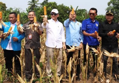 Wagub Dimyati Apresiasi KNPI Lebak, Panen Jagung Jadi Bukti Pemuda Dukung Ketahanan Pangan