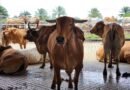 Pemotongan Sapi Kurban di Lampung Tembus 24.986 Ekor, Cerminkan Meningkatnya Kepedulian Sosial