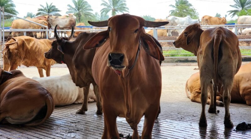 Pemotongan Sapi Kurban di Lampung Tembus 24.986 Ekor, Cerminkan Meningkatnya Kepedulian Sosial