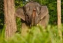 Geopix Sambut Lahirnya Nona Seroja, Ingatkan Pentingnya Perlindungan Habitat Geopix Sambut Lahirnya Nona Seroja, Ingatkan Pentingnya Perlindungan Habitat