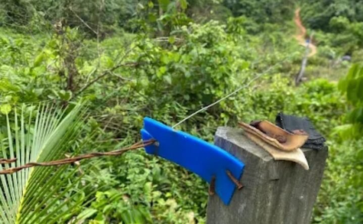 Geopix Desak Michelin Bertindak Usai Anak Gajah Sumatera Terjerat Jerat di Alam Liar