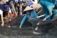 Ketua TP PKK Sumsel ikut serta menjaring ikan lele dalam kegiatan panen raya di lahan irigasi Desa Tanjung Mas