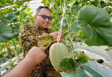 UMY Perkuat Ekosistem Wirausaha Berbasis Inovasi, Inofarm Kembangkan Melon Hidroponik dan Ketahanan Pangan DIY UMY Perkuat Ekosistem Wirausaha Berbasis Inovasi, Inofarm Kembangkan Melon Hidroponik dan Ketahanan Pangan DIY