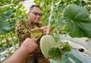 UMY Perkuat Ekosistem Wirausaha Berbasis Inovasi, Inofarm Kembangkan Melon Hidroponik dan Ketahanan Pangan DIY UMY Perkuat Ekosistem Wirausaha Berbasis Inovasi, Inofarm Kembangkan Melon Hidroponik dan Ketahanan Pangan DIY