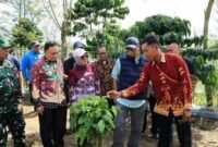 Didampingi Wakil Bupati Lampung Barat  Gubernur meninjau penerapan inovasi Pupuk Hayati Cair (PHC) di kebun percontohan.