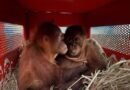 Populasi Orangutan Sumatera Menyusut, Geopix Dorong Upaya Konservasi Lebih Kuat Populasi Orangutan Sumatera Menyusut, Geopix Dorong Upaya Konservasi Lebih Kuat