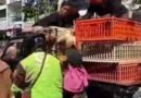 Harga Pakan Mencekik, Peternak Petelur Yogyakarta Gelar Aksi dan Bagi Ribuan Ayam Harga Pakan Mencekik, Peternak Petelur Yogyakarta Gelar Aksi dan Bagi Ribuan Ayam