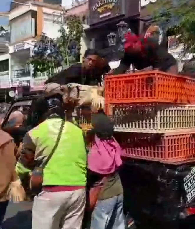 Harga Pakan Mencekik, Peternak Petelur Yogyakarta Gelar Aksi dan Bagi Ribuan Ayam Harga Pakan Mencekik, Peternak Petelur Yogyakarta Gelar Aksi dan Bagi Ribuan Ayam