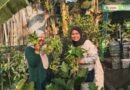 TUMANDUR UGM Ubah Sampah Organik Menjadi Pupuk hingga Pangan di Kampung Jurugsari