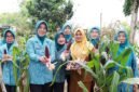 Ketua TP PKK Provinsi Banten Tinawati Andra Soni menunjukkan hasil budidaya jagung pulut bersama pengurus saat acara Panen Jagung Pulut