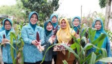 Ketua TP PKK Provinsi Banten Tinawati Andra Soni menunjukkan hasil budidaya jagung pulut bersama pengurus saat acara Panen Jagung Pulut