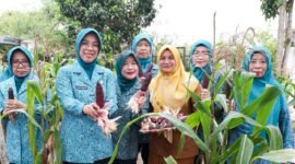 Ketua TP PKK Provinsi Banten Tinawati Andra Soni menunjukkan hasil budidaya jagung pulut bersama pengurus saat acara Panen Jagung Pulut