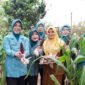 Ketua TP PKK Provinsi Banten Tinawati Andra Soni menunjukkan hasil budidaya jagung pulut bersama pengurus saat acara Panen Jagung Pulut