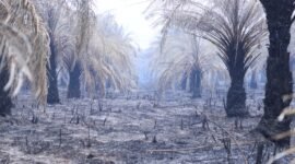 Pemandangan memprihatinkan dari lahan perkebunan sawit di kawasan Talang Jambe yang hangus terbakar akibat Kebakaran Hutan dan Lahan (Karhutla).