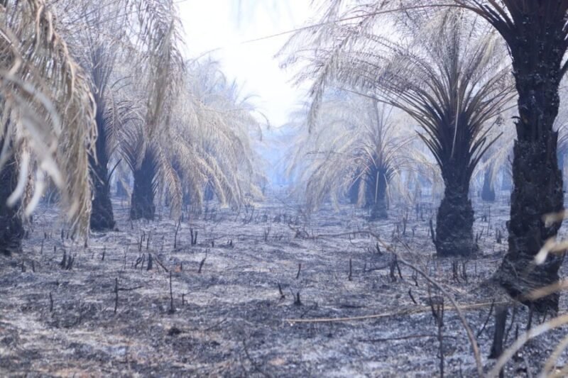 Pemandangan memprihatinkan dari lahan perkebunan sawit di kawasan Talang Jambe yang hangus terbakar akibat Kebakaran Hutan dan Lahan (Karhutla).